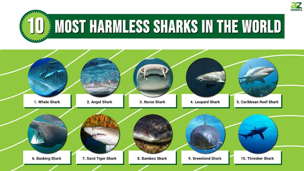 I 10 squali più innocui
