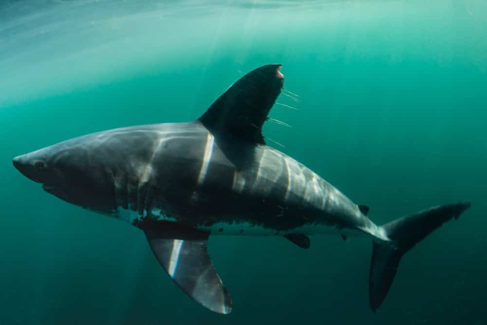 il raro e sfuggente squalo salmone, foto subacquea nell'oceano aperto dell'Alaska. Lamna ditropis, uno degli squali meno fotografati in natura. 