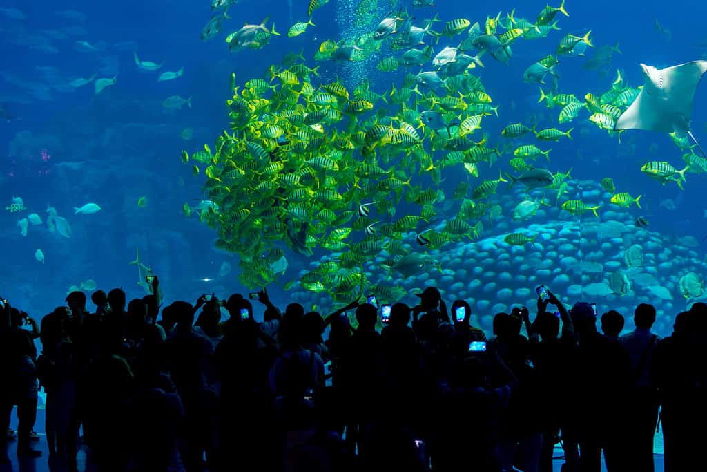 La folla di visitatori dell'acquario sta di fronte a un'enorme vasca al Chimelong Ocean Kingdom