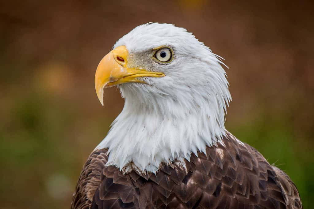Aquila calva americana in posa nelle Everglades della Florida