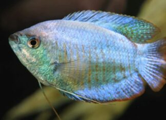 Pesce azzurro - Gourami nano blu