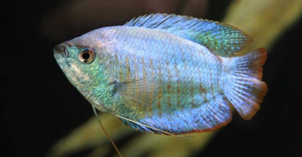 Pesce azzurro - Gourami nano blu