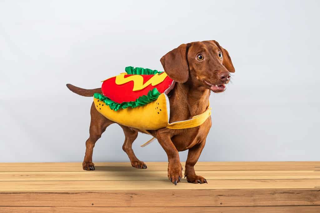 Cane bassotto in posa nel suo costume da hotdog, su uno sfondo bianco