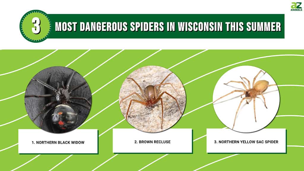 I ragni più pericolosi nel Wisconsin quest'estate: infografica