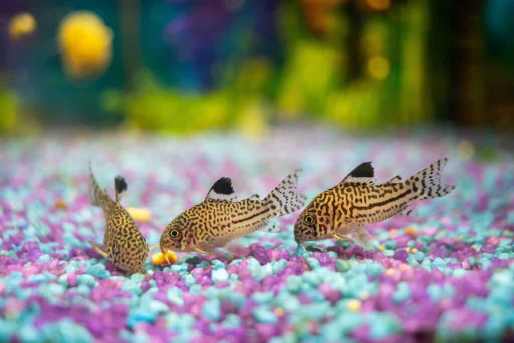 Un trio di Julii Cory che si nutre sul fondo di un acquario