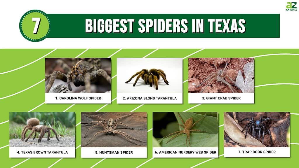 Infografica dei 7 ragni più grandi del Texas