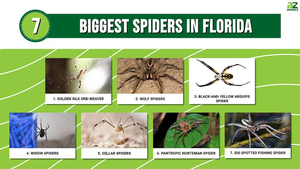 I ragni più grandi della Florida: infografica