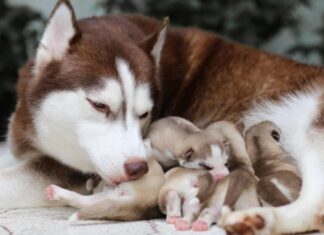 Mamma husky con la sua cucciolata.