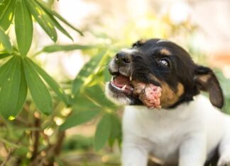 Cucciolo di cane carino che mangia il collo di pollo - 8 settimane - cane da caccia Jack Russell Terrier