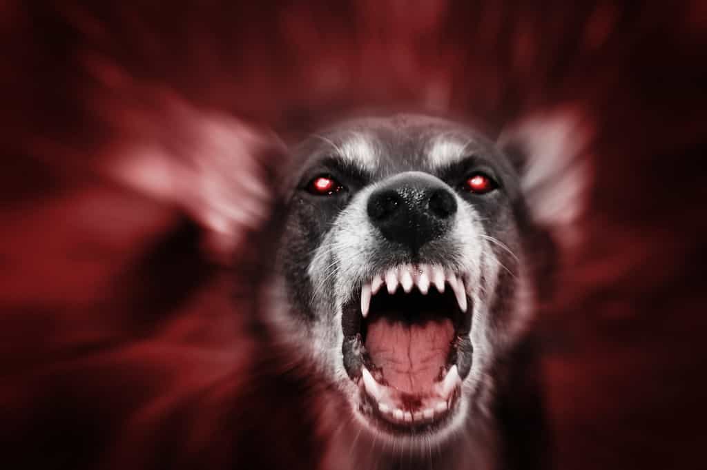 Bestia demoniaca aggressiva e attaccante, simile a un cane dagli occhi rossi e luminosi, incarnazione del male, della paura e dell'aldilà. Sfocata per enfatizzare il movimento.