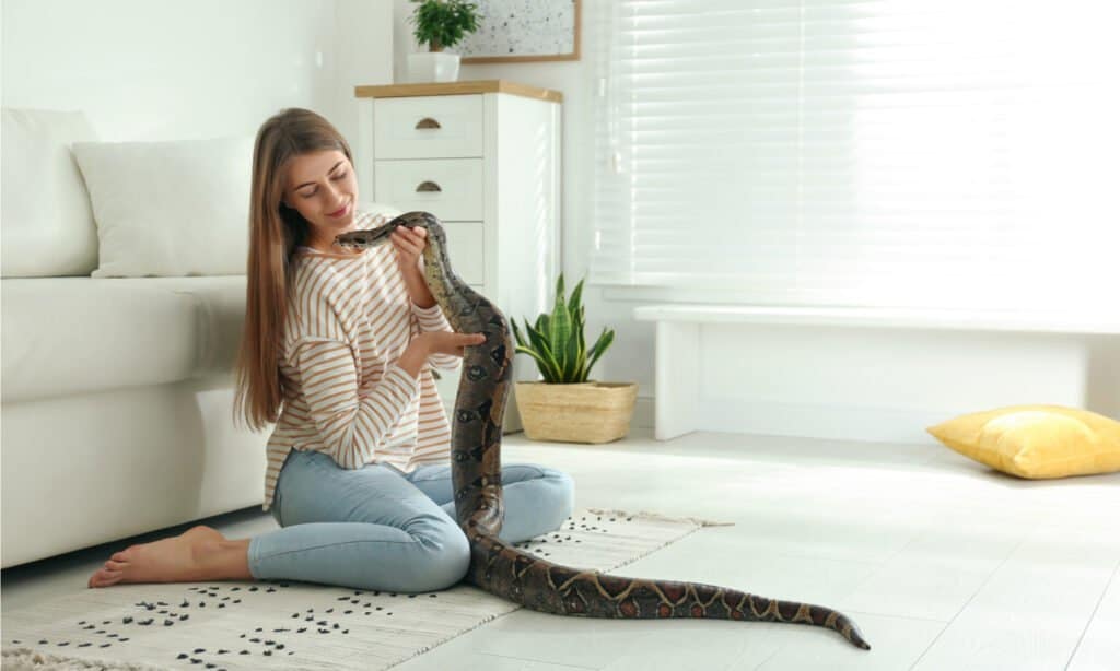 Serpenti domestici - Boa Constrictor