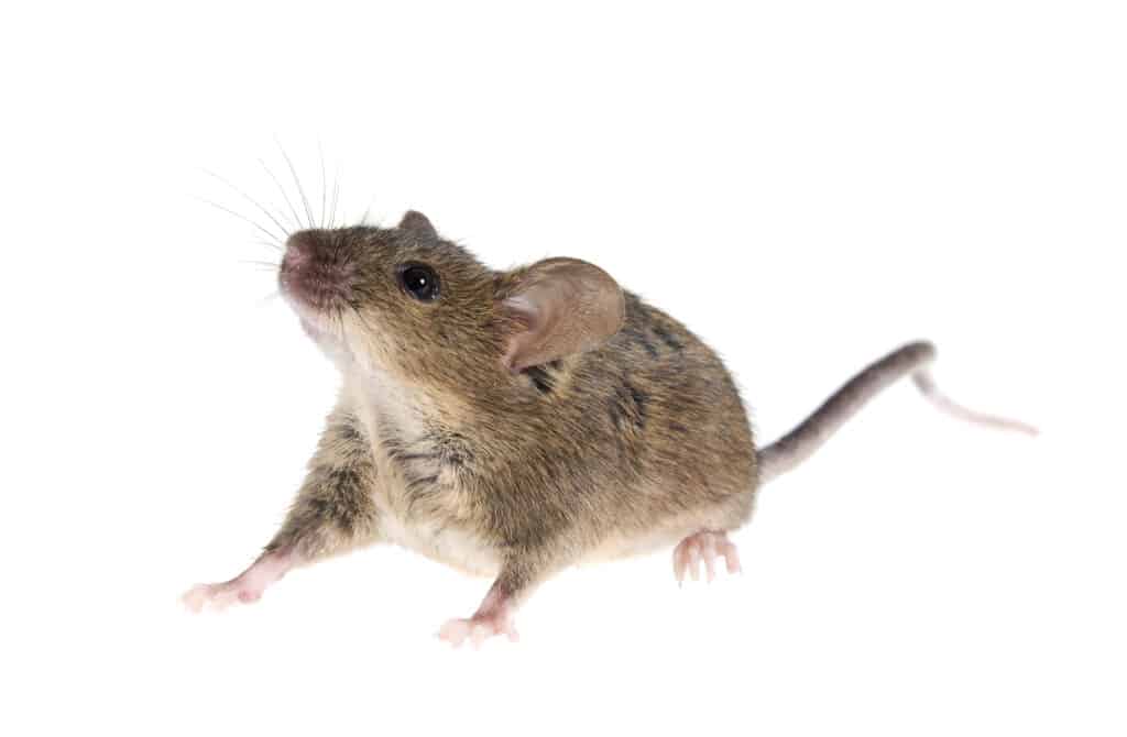 I topi possono arrampicarsi sui muri?
