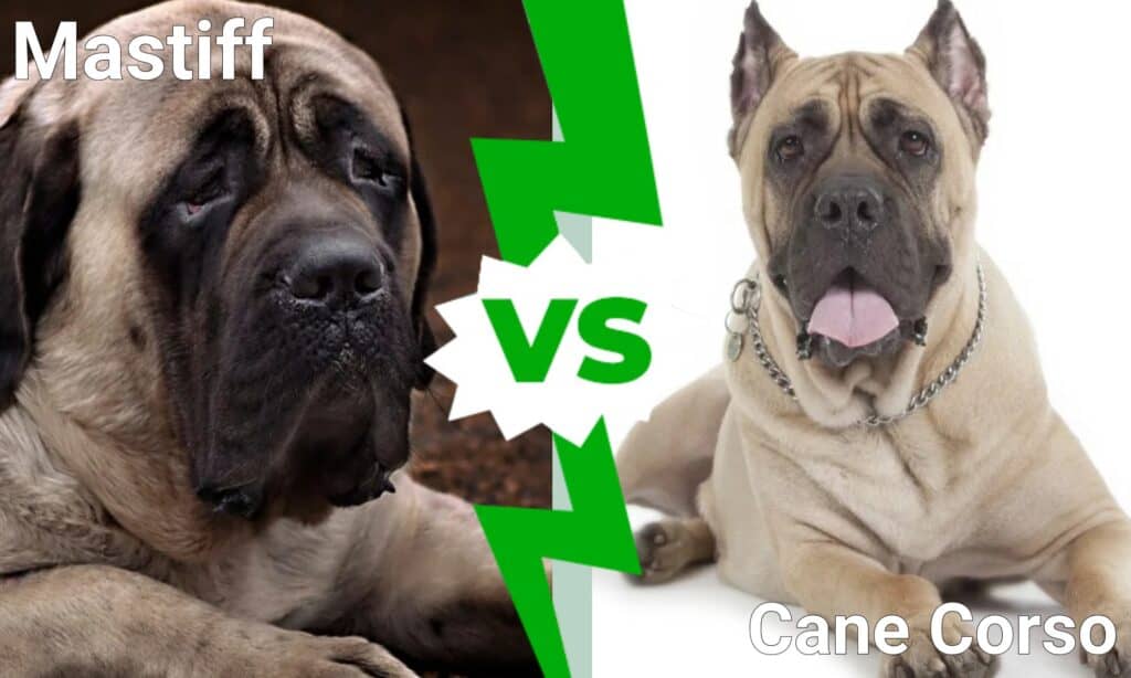 Il Mastino contro il Cane Corso: spiegate le differenze principali
