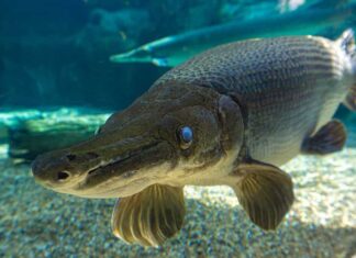 L'alligatore-gar (Atractosteus spatula) è un pesce eurialino con pinne raggiate, imparentato con il bowfin e appartenente all'infraclasse Holostei.