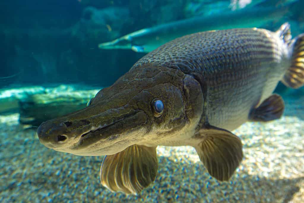L'alligatore-gar (Atractosteus spatula) è un pesce eurialino con pinne raggiate, imparentato con il bowfin e appartenente all'infraclasse Holostei.