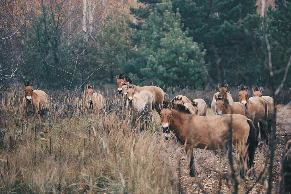 Cavalli selvaggi a Chernobyl