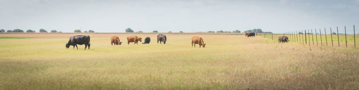 Gruppo panoramico di mucche nere e marroni che pascolano l'erba in un grande ranch con recinzione in filo metallico a Waxahachie, Texas, America. Bestiame allevato al pascolo nella prateria sotto un cielo azzurro e nuvoloso in un ranch agricolo.