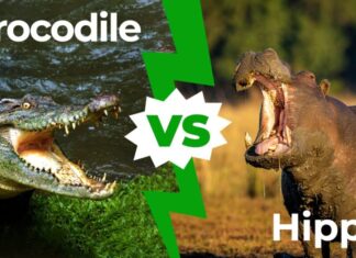 ippopotamo contro coccodrillo