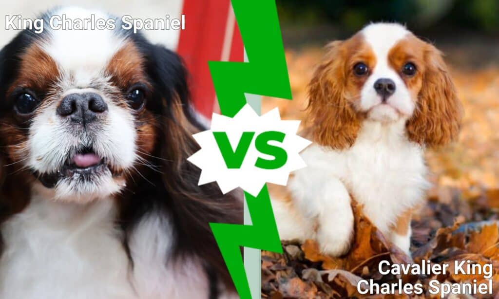 King Charles Spaniel contro Cavalier King Charles Spaniel