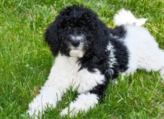 Giovane Goldendoodle bianco e nero sdraiato sull'erba