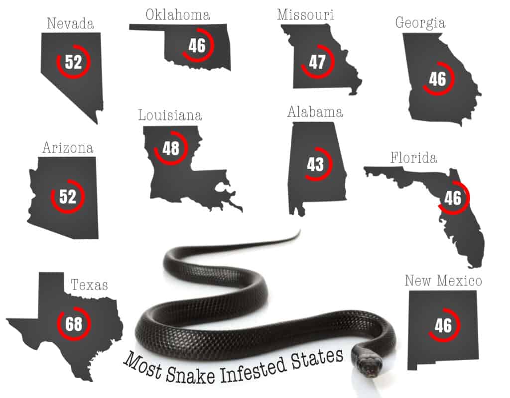 Le 11 aree più infestate dai serpenti negli Stati Uniti nel 2024
