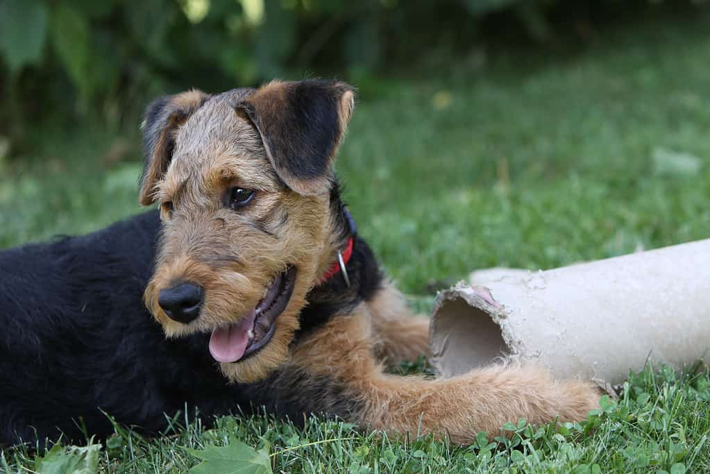 Airedale Terrier (cucciolo)