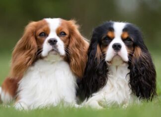 Cane più calmo - cani cavalier king charles spaniel seduti insieme