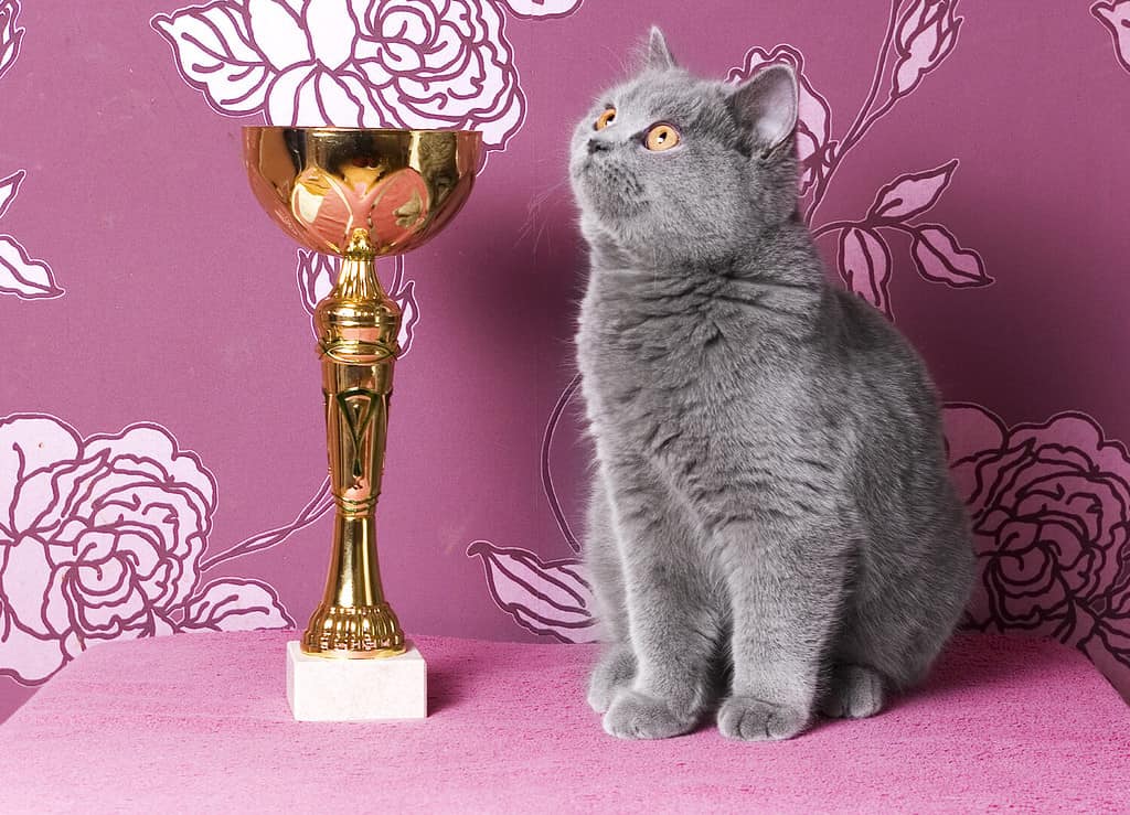 campione gattino british shorthair con una tazza