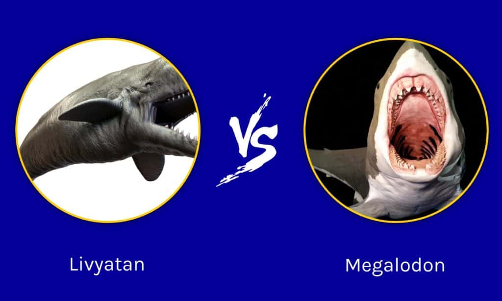 Livyatan contro Megalodon