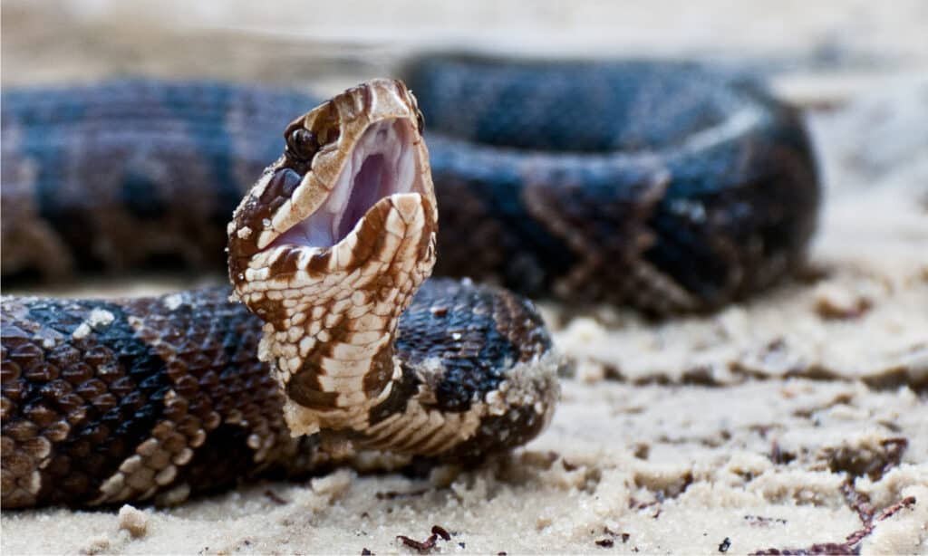 Mocassino serpente