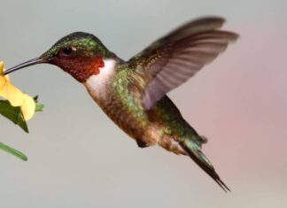 Un maschio di colibrì gola di rubino in volo che sorseggia il nettare da un fiore giallo su uno sfondo sfocato.