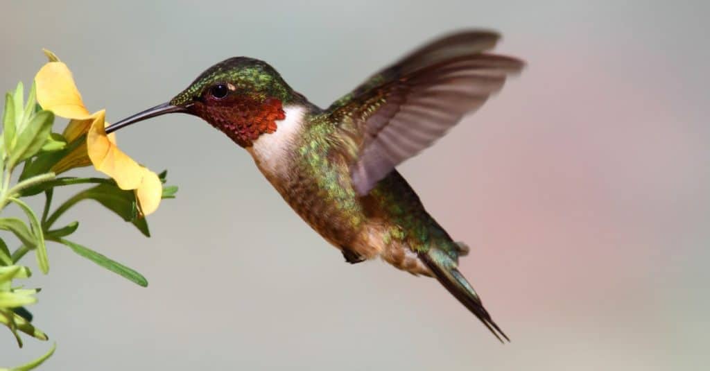 Un maschio di colibrì gola di rubino in volo che sorseggia il nettare da un fiore giallo su uno sfondo sfocato.