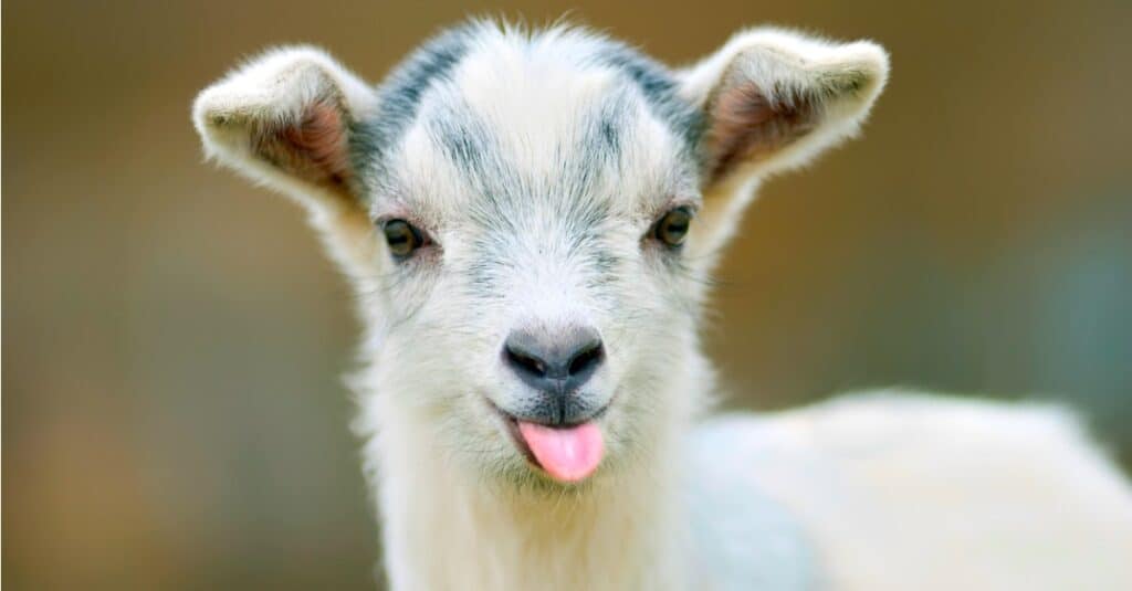 Nomi di capra: oltre 100 fantastiche idee per chiamare capra il tuo animale domestico

