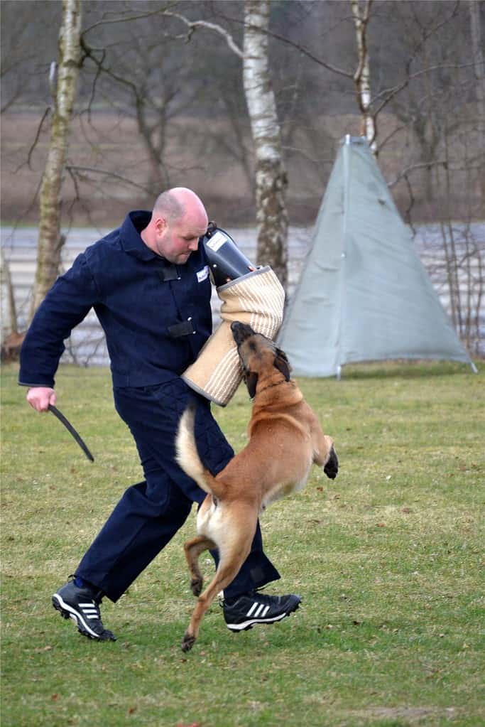 Un pastore belga Malinois durante una prova di Schutzhund durante la fase di protezione, mentre morde l'esca (uomo)