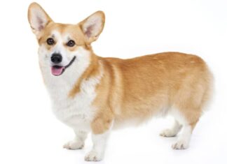 Pembroke Welsh Corgi - Isolato