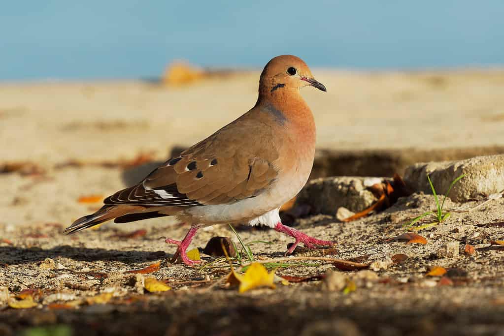 Colomba Zenaida - Zenaida aurita uccello dei Columbidae, colombe e piccioni, uccello nazionale di Anguilla come la tortora, simile alla colomba del lutto, nidifica in tutti i Caraibi e nella penisola dello Yucatan