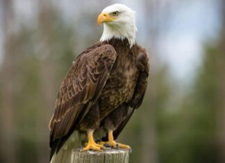 aquila calva appollaiata sulla colonna