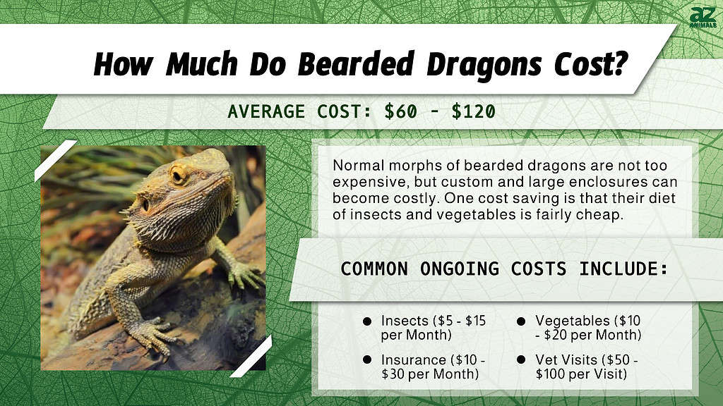 Prezzi del drago barbuto nel 2024: costo di acquisto, forniture, cibo e altro ancora!
