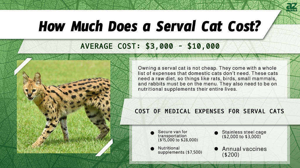 Infografica di quanto costa un gatto serval