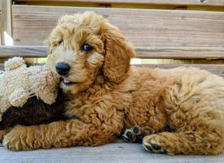 Cucciolo di Goldendoodle inglese con giocattolo per cani