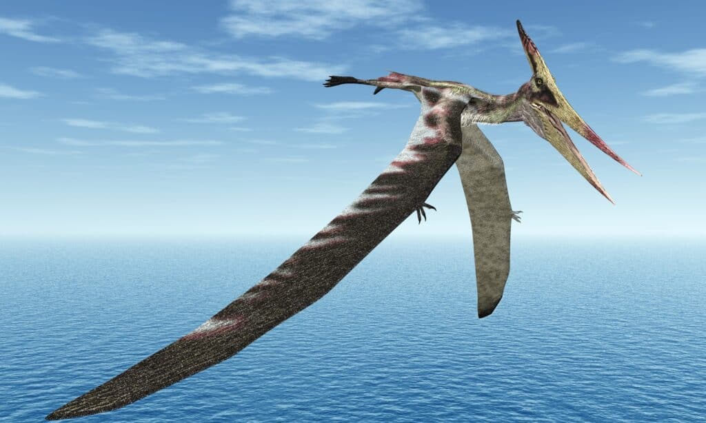 La capacità dello Pteranodon di volare probabilmente lo aiutava a sfuggire ai potenziali predatori.