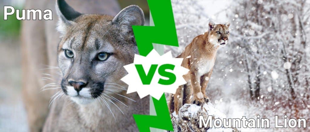 puma contro leone di montagna