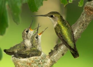 Colibrì sul nido, colibrì dalla gola di rubino, femmina e due pulcini, che si nutrono