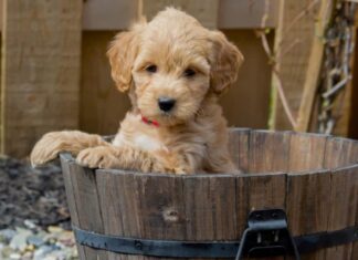 Cucciolo di mini Goldendoodle che gioca