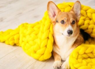 Corgi in coperta lavorata a maglia