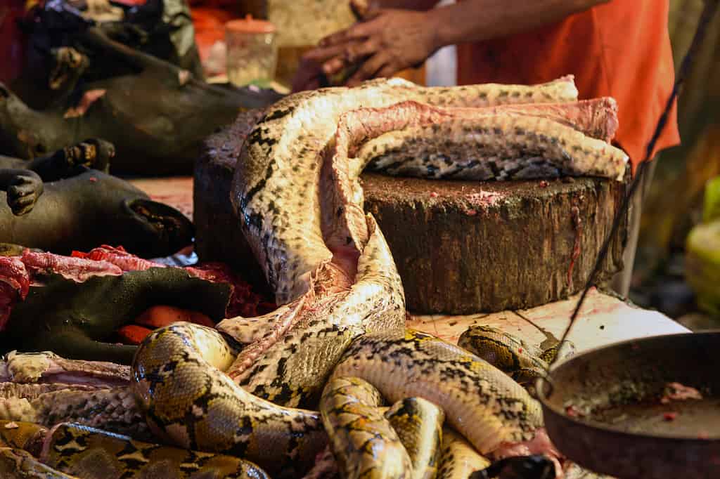 Carne di serpente al mercato tradizionale di Tomohon