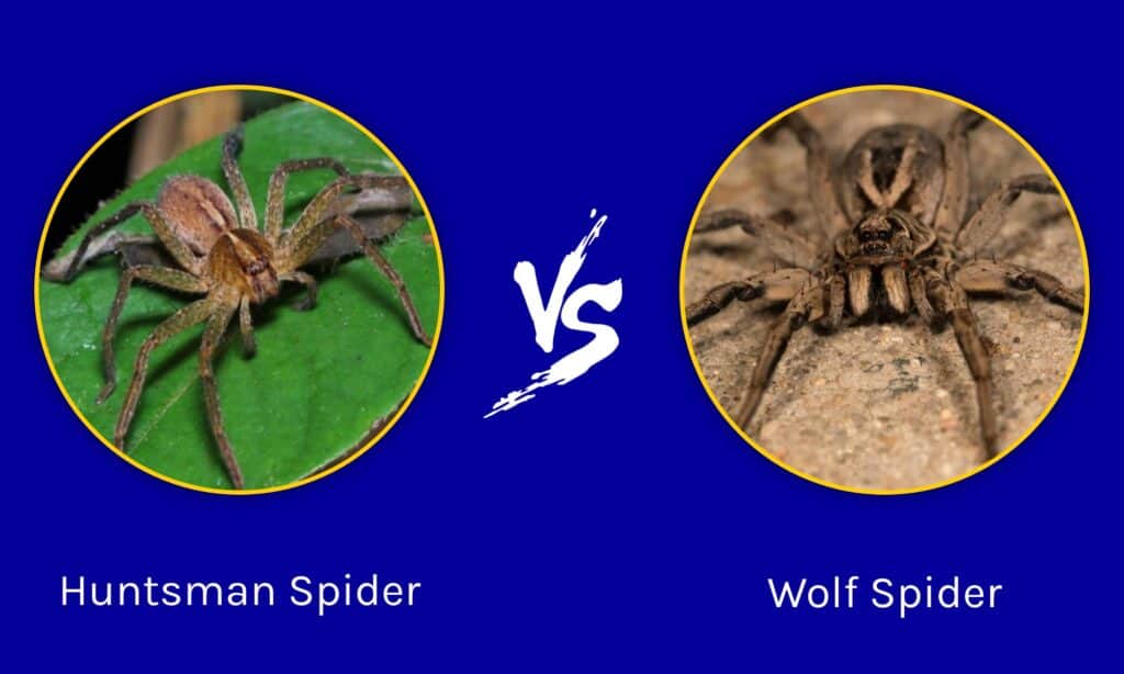 Ragno cacciatore contro ragno lupo: quali sono le 6 differenze principali?
