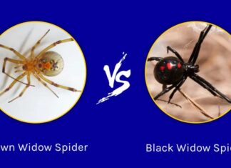 ragno vedova marrone contro ragno vedova nera
