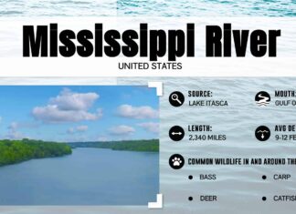 River Monsters: scopri il pesce più grande del fiume Mississippi
