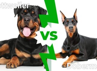 Rottweiler contro Dobermann
